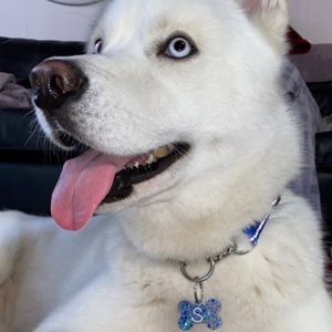 CUSTOM RESIN DOG TAGS SMALL AND LARGE